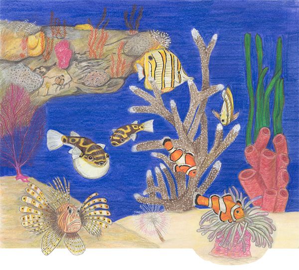 Fish of the Corel reef