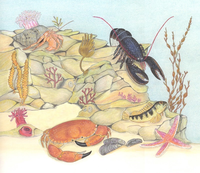 Fish of the Corel reef