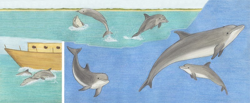 Dolphins