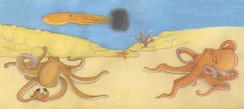 Animals of the  deep Octopus