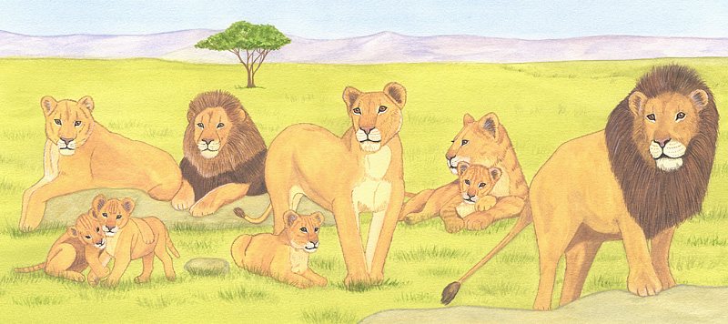 Realistic animal illustration of African Savanah Pride of Lions